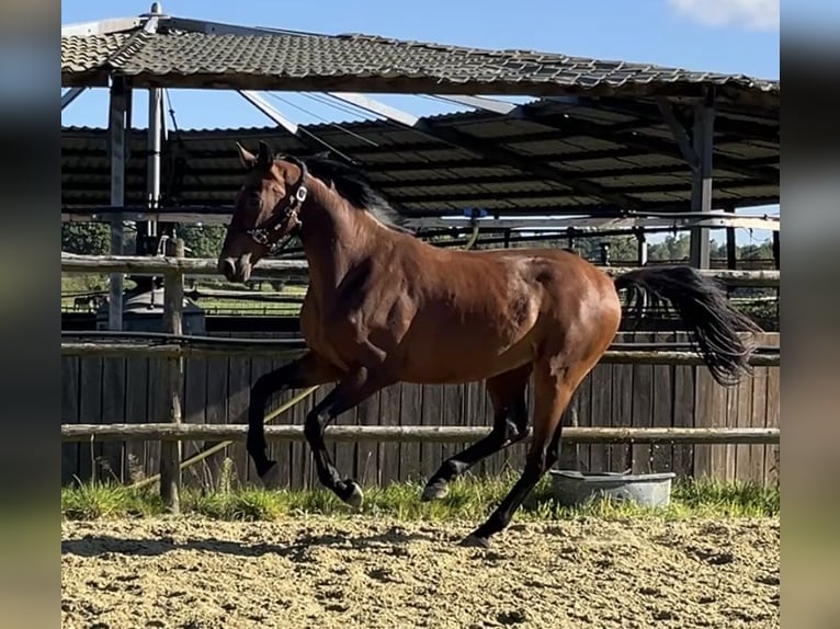 Hanoverian Gelding 3 years 16,2 hh Brown in Kevelaer
