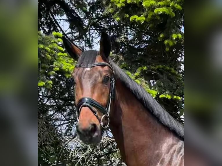 Hanoverian Gelding 3 years 16,2 hh Brown in Bad Zwischenahn