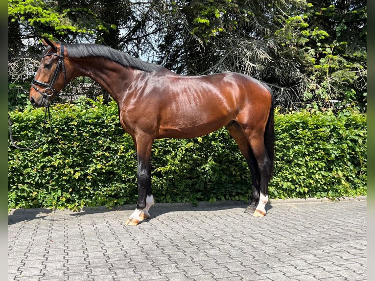 Hanoverian Gelding 3 years 16,2 hh Brown in Bad Zwischenahn