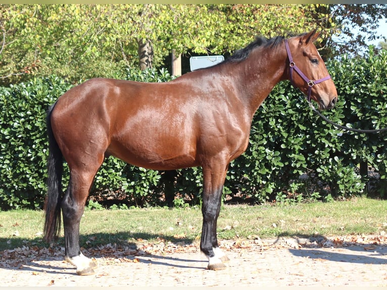 Hanoverian Gelding 3 years 16,2 hh Brown in Selsingen