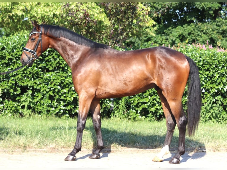 Hanoverian Gelding 3 years 16,2 hh Brown in Selsingen
