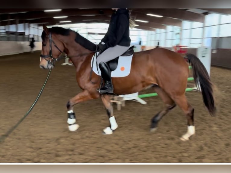 Hanoverian Gelding 3 years 16,2 hh Brown in Oerel