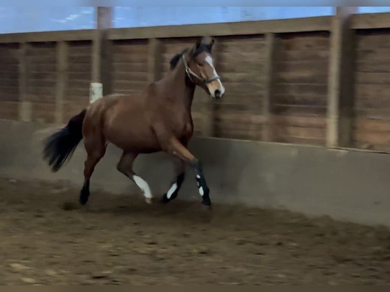 Hanoverian Gelding 3 years 16,2 hh Brown in Oerel