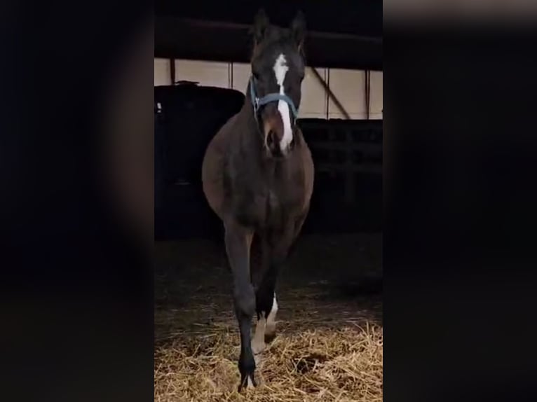 Hanoverian Gelding 3 years 16,2 hh Brown in Wolfsbach