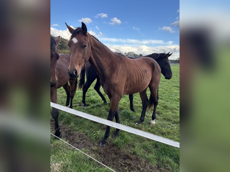 Hanoverian Gelding 3 years 16,2 hh Brown in Wildeshausen