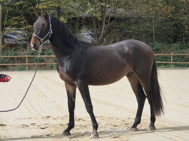 Hanoverian Gelding 3 years 16,2 hh Brown in Neuss