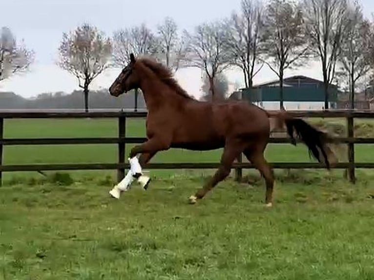 Hanoverian Gelding 3 years 16,2 hh Chestnut-Red in Freren