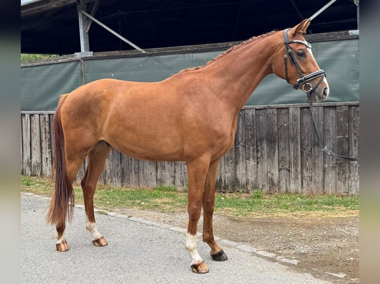 Hanoverian Gelding 3 years 16,2 hh Chestnut-Red in Neumarkt in der Oberpfalz