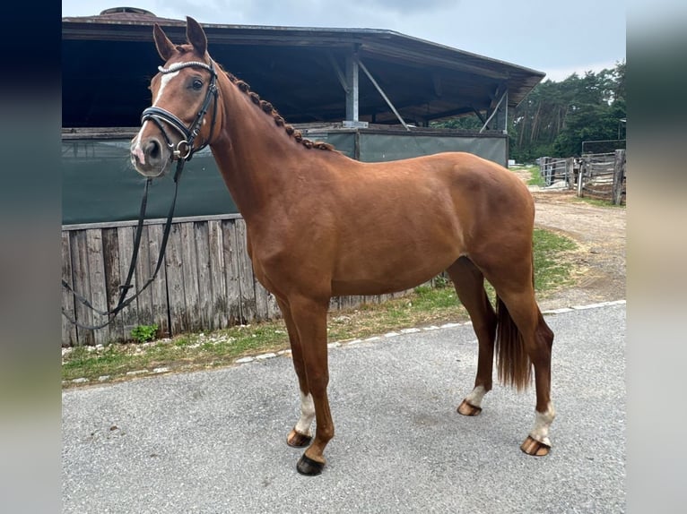 Hanoverian Gelding 3 years 16,2 hh Chestnut-Red in Neumarkt in der Oberpfalz