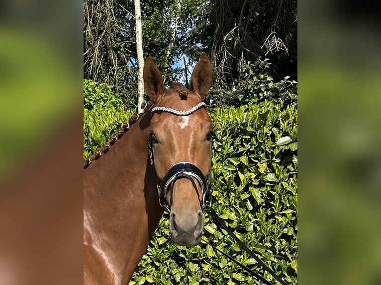 Hanoverian Gelding 3 years 16,2 hh Chestnut-Red in Syke