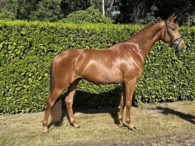 Hanoverian Gelding 3 years 16,2 hh Chestnut-Red in Syke