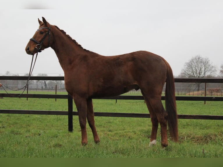 Hanoverian Gelding 3 years 16,2 hh Chestnut-Red in Freren