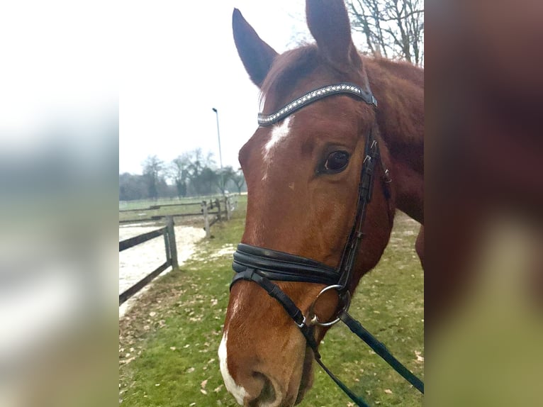Hanoverian Gelding 3 years 16,2 hh  in Ibbenbüren