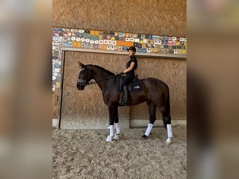 Hanoverian Gelding 3 years 16,2 hh Smoky-Black in Hermetschwil-Staffeln