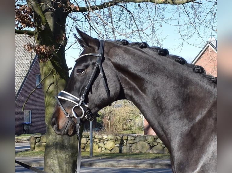 Hanoverian Gelding 3 years 16,2 hh Smoky-Black in Fredenbeck