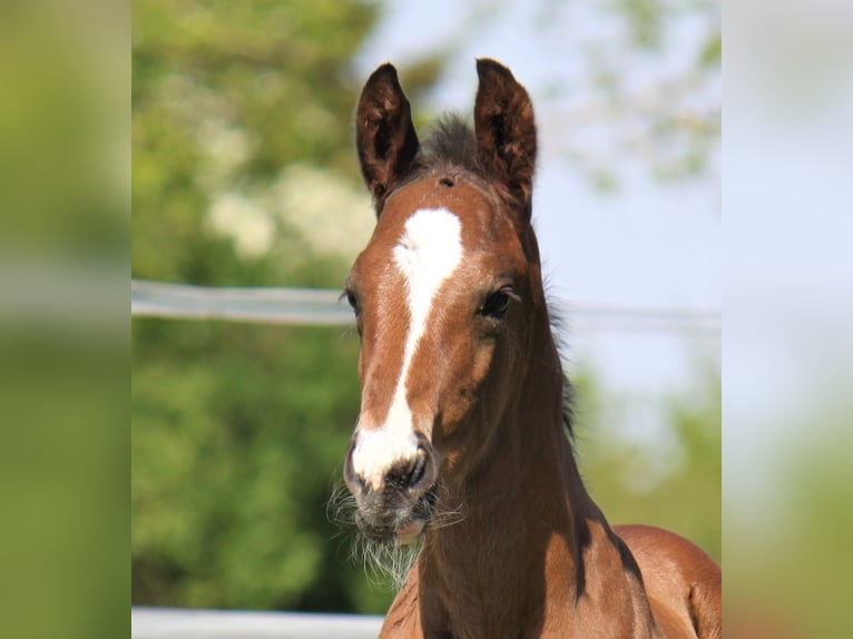 Hanoverian Gelding 3 years 16,3 hh Bay-Dark in Ratekau