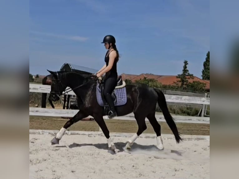 Hanoverian Gelding 3 years 16,3 hh Black in Leipzig