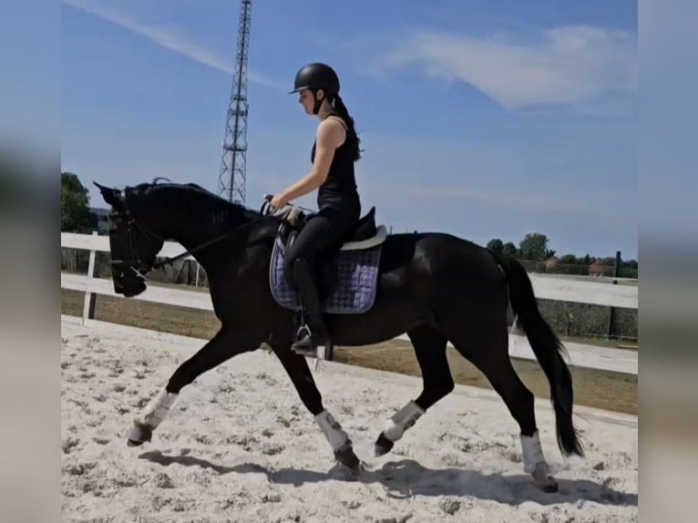 Hanoverian Gelding 3 years 16,3 hh Black in Leipzig