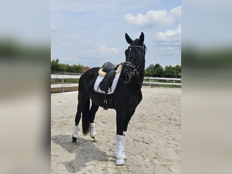 Hanoverian Gelding 3 years 16,3 hh Black in Leipzig