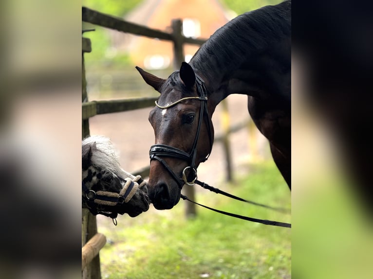 Hanoverian Gelding 3 years 16,3 hh Brown in Aum&#xFC;hle
