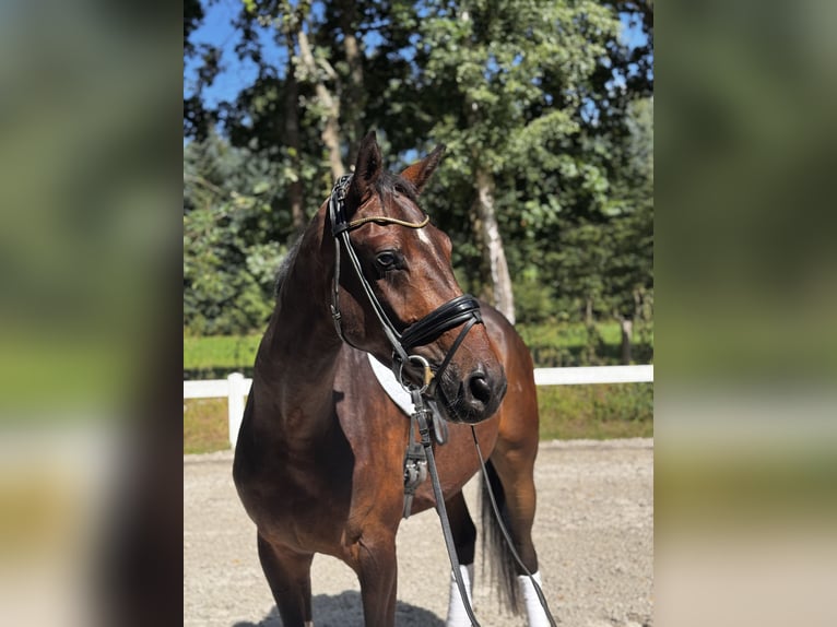 Hanoverian Gelding 3 years 16,3 hh Brown in Aum&#xFC;hle
