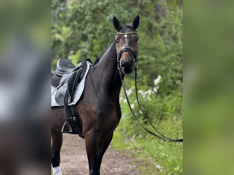 Hanoverian Gelding 3 years 16,3 hh Brown in Aum&#xFC;hle