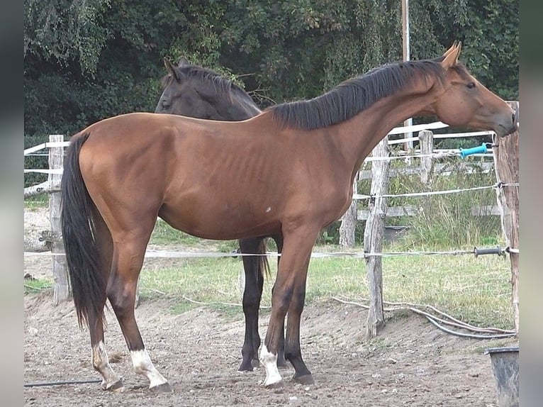 Hanoverian Gelding 3 years 16,3 hh Brown in Ratekau