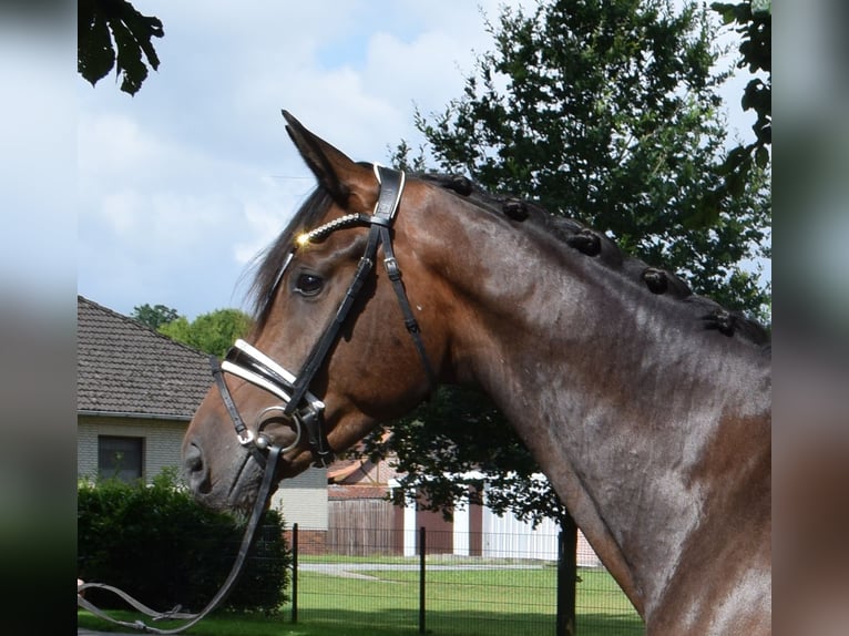 Hanoverian Gelding 3 years 16,3 hh Brown in Fredenbeck