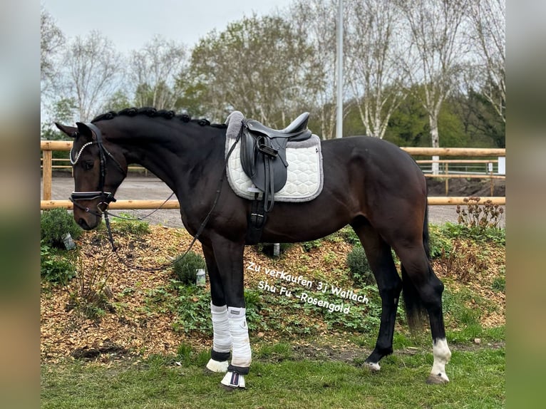 Hanoverian Gelding 3 years 16,3 hh Brown in K&#xF6;lln reisiek