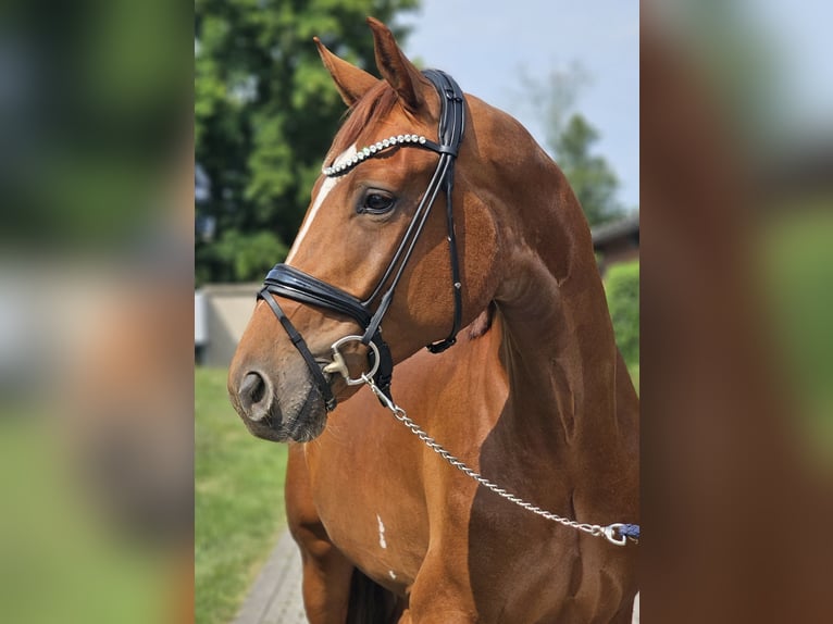 Hanoverian Gelding 3 years 16,3 hh Chestnut-Red in Lippetal
