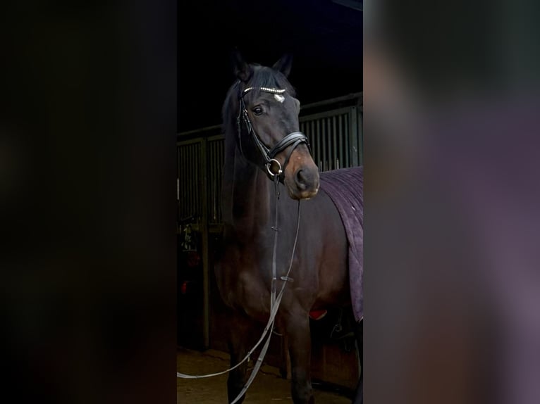 Hanoverian Gelding 3 years 16,3 hh Smoky-Black in Modautal