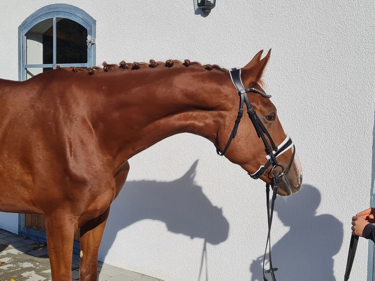 Hanoverian Gelding 3 years 17.1 hh Chestnut-Red in Westerheim