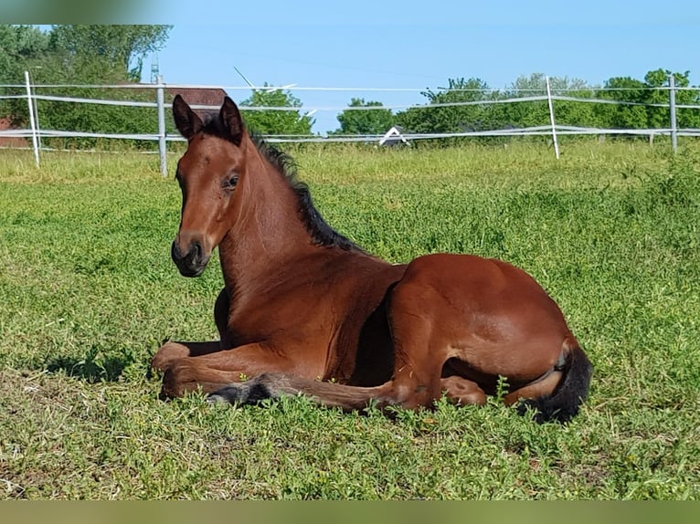 Hanoverian Gelding 3 years 17 hh Bay-Dark in Ratekau