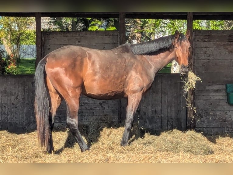 Hanoverian Gelding 3 years 17 hh Bay-Dark in Ratekau