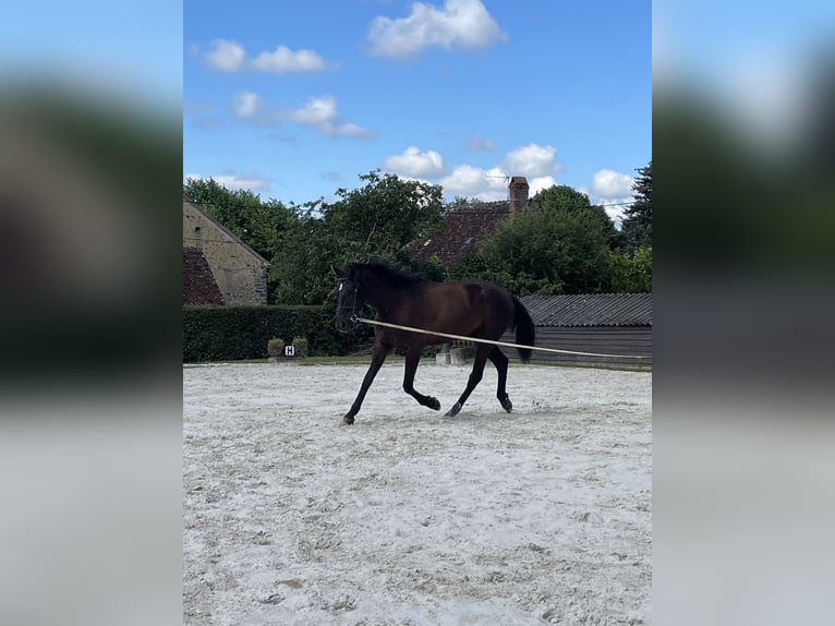 Hanoverian Gelding 3 years 17 hh Bay-Dark in DIGES