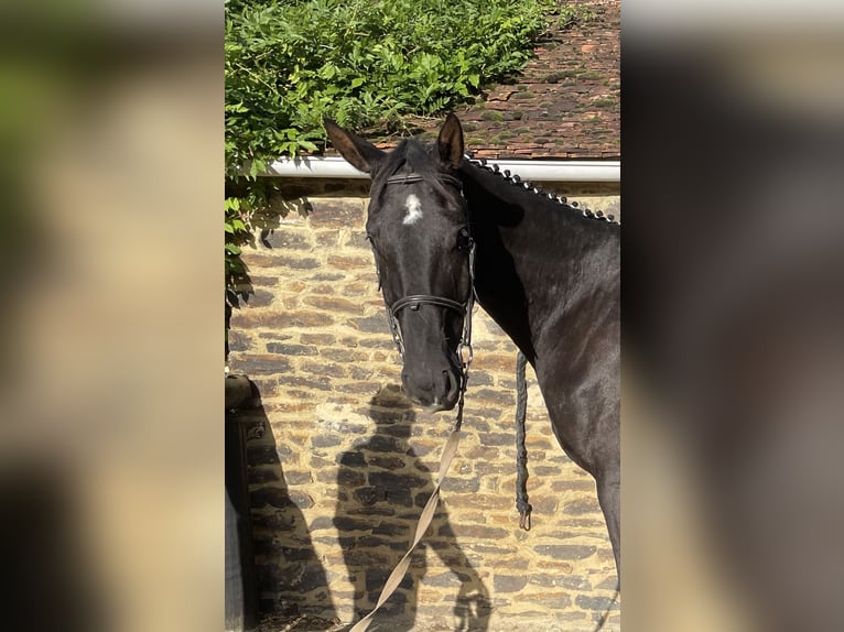 Hanoverian Gelding 3 years 17 hh Bay-Dark in DIGES