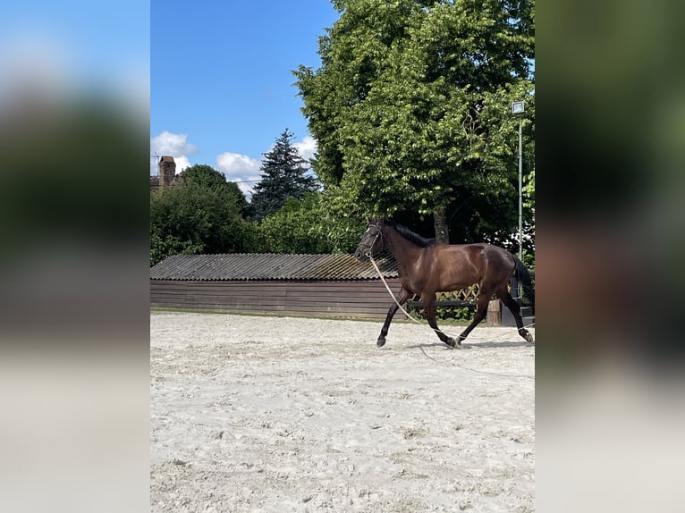 Hanoverian Gelding 3 years 17 hh Bay-Dark in DIGES