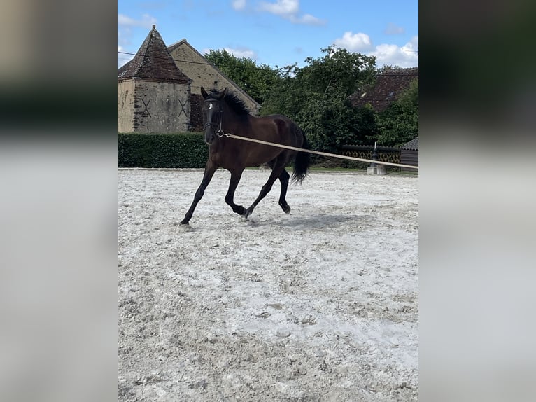 Hanoverian Gelding 3 years 17 hh Bay-Dark in DIGES