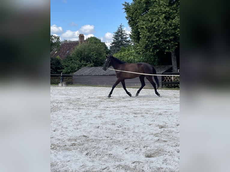 Hanoverian Gelding 3 years 17 hh Bay-Dark in DIGES