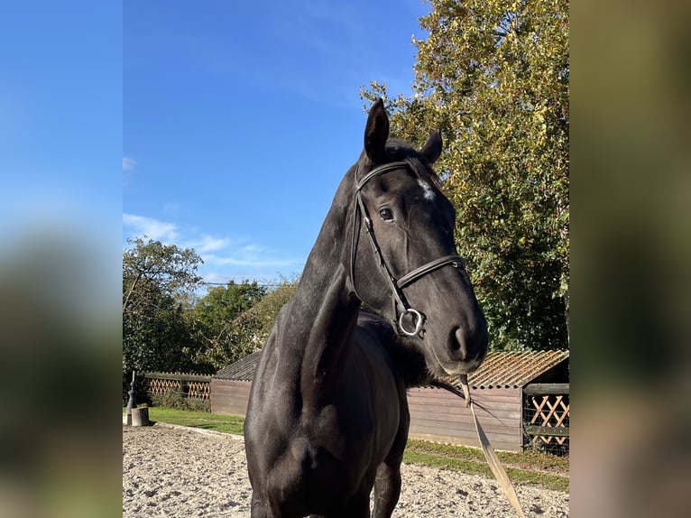 Hanoverian Gelding 3 years 17 hh Bay-Dark in DIGES