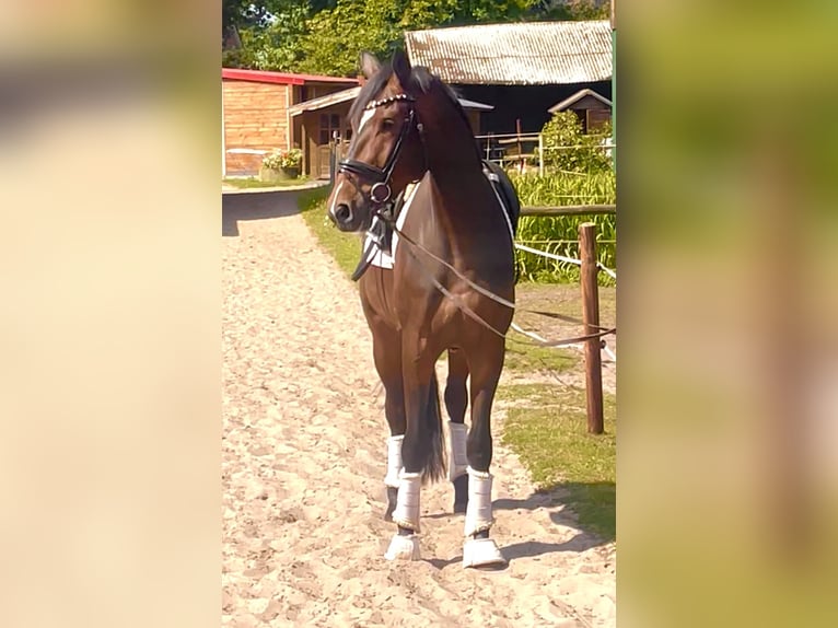 Hanoverian Gelding 3 years 17 hh Bay-Dark in Kirchlinteln