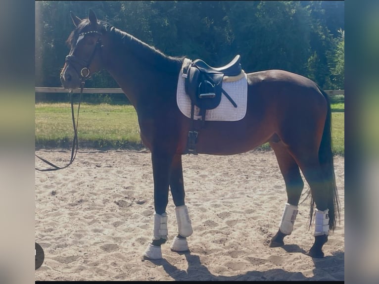 Hanoverian Gelding 3 years 17 hh Bay-Dark in Kirchlinteln