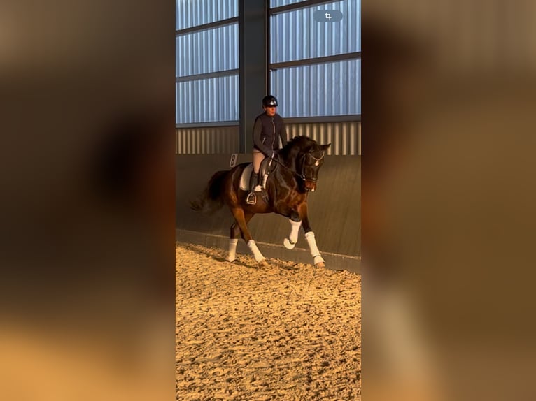 Hanoverian Gelding 3 years 17 hh Bay-Dark in Wolfsburg