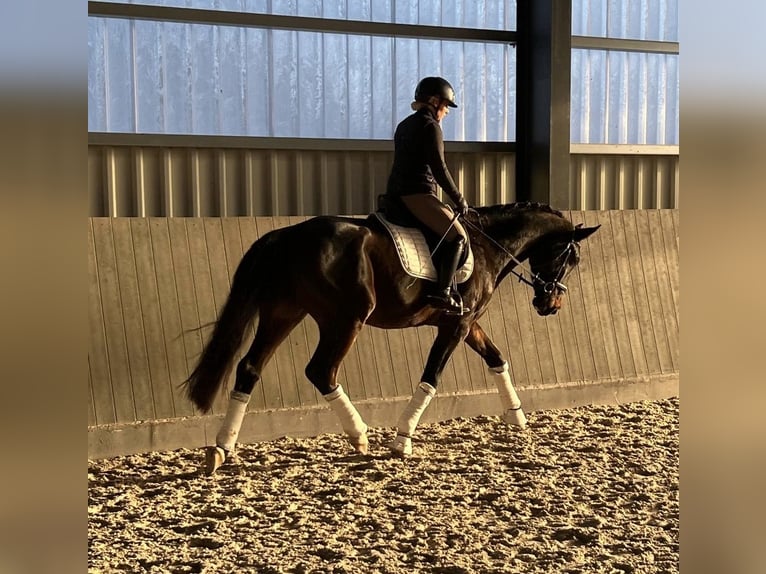 Hanoverian Gelding 3 years 17 hh Bay-Dark in Wolfsburg