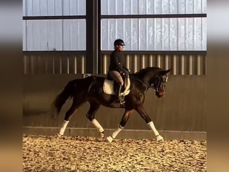 Hanoverian Gelding 3 years 17 hh Bay-Dark in Wolfsburg