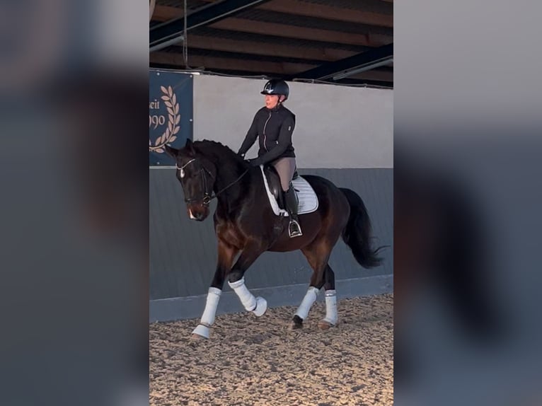 Hanoverian Gelding 3 years 17 hh Bay-Dark in Wolfsburg