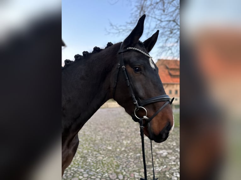 Hanoverian Gelding 3 years 17 hh Bay-Dark in Wolfsburg