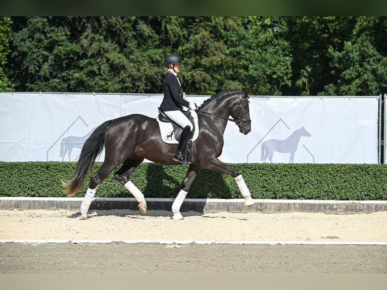 Hanoverian Gelding 3 years 17 hh Black in Bad Bevensen