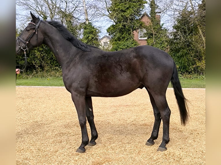Hanoverian Gelding 3 years 17 hh Black in Cuxhaven