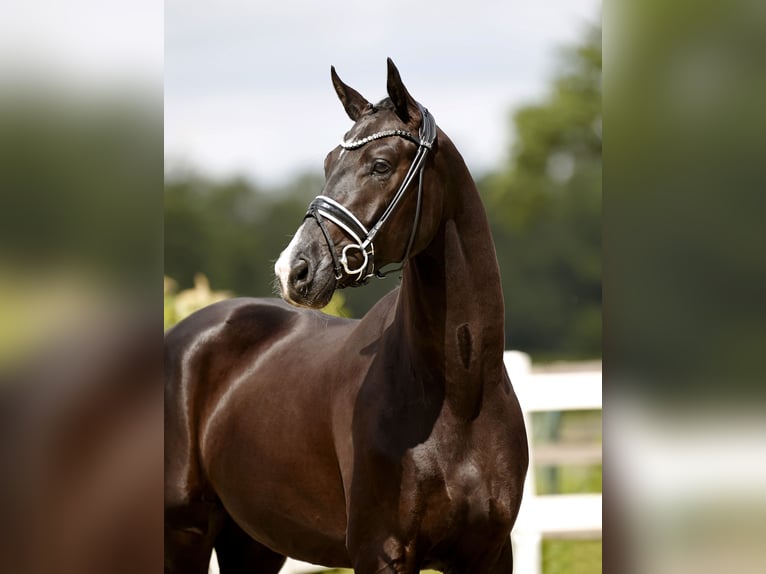 Hanoverian Gelding 3 years 17 hh Black in Vechta